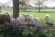 L’Ain de ferme en ferme : la ferme du Pomet