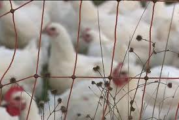 IAHP (grippe aviaire) relèvement du niveau de risque de modéré à élevé