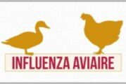 Influenza aviaire 