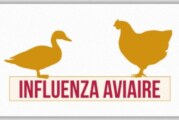 Influenza aviaire