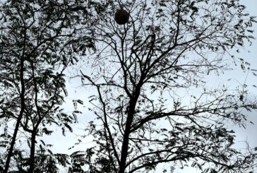 Lutte contre les frelons asiatiques